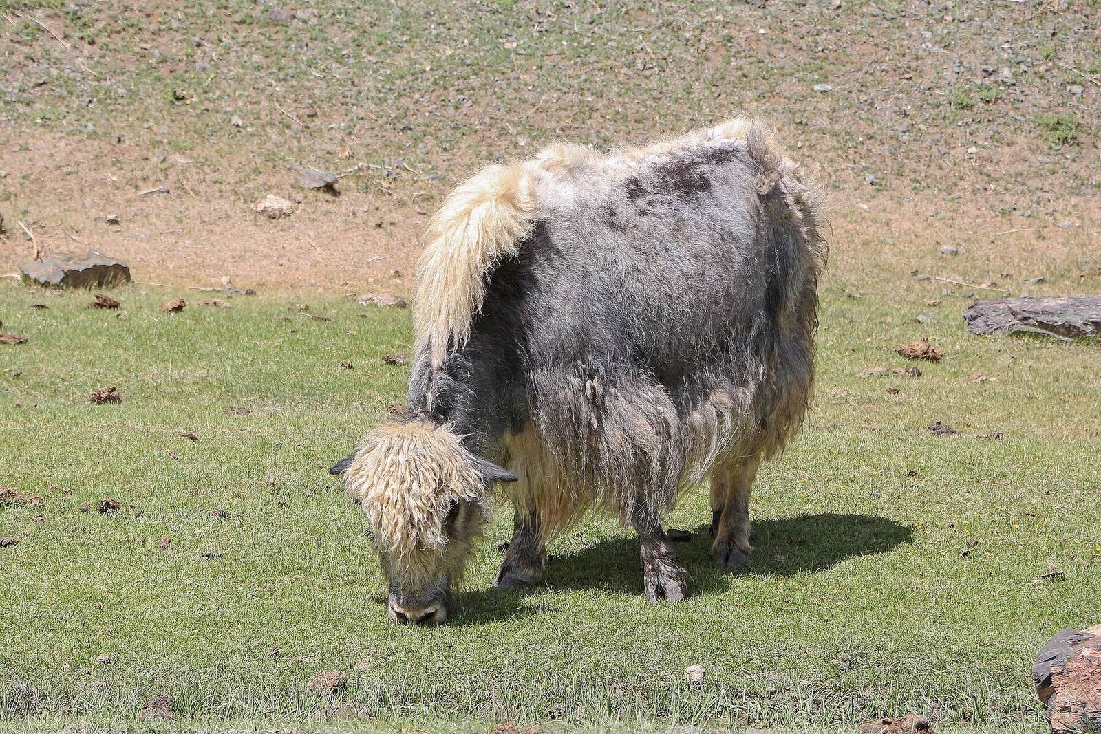 A long-haired yak grazing in Yolyn Am